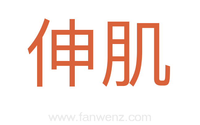 伸肌